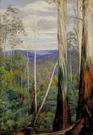 Blue Gum Trees, Silver Wattle and Sassafras on the Huon Road, Tasmania