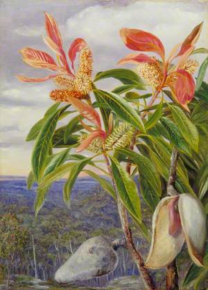 Flowers and Seed-Vessels of the Port Jackson Wooden Pear, New South Wales