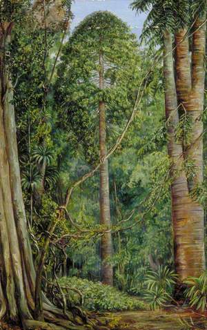 Study of the Bunya-Bunya