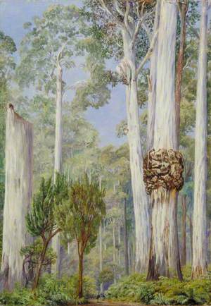 Karri Gums near the Warren River, West Australia