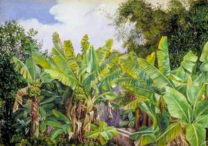 Study of Chinese Bananas and Bamboos, Teneriffe