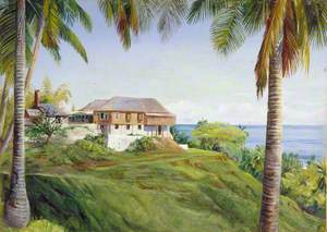 Spring Gardens, Jamaica, with Its Cocoanut Palms