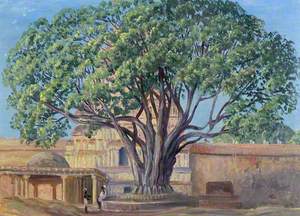 Peepul Tree, Srirangam, Tamil Nadu, India