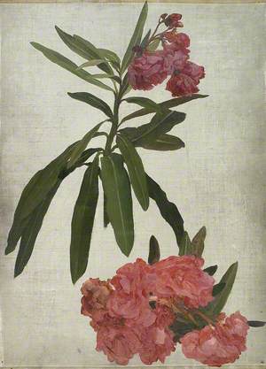 Study of Rhododendron