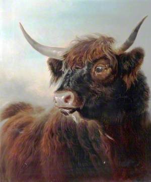 A Highland Bull