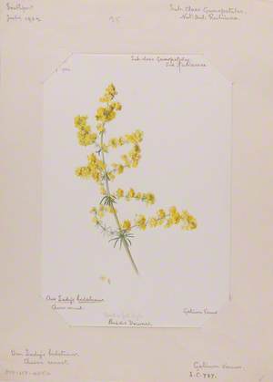 Our Lady's Bedstraw