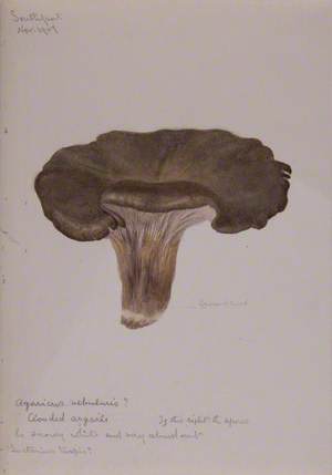 Clouded Agaric-Fungi