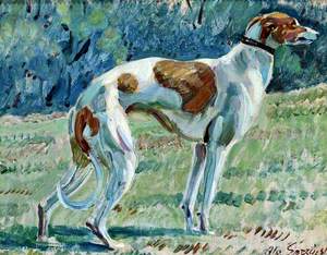 Windspeil (Greyhound)