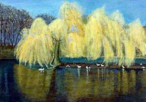 Ducks and a Willow