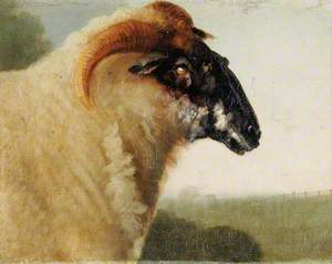 Norfolk Sheep