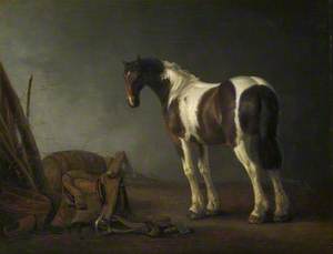 A Brown and White Skewbald Horse with a Saddle beside it