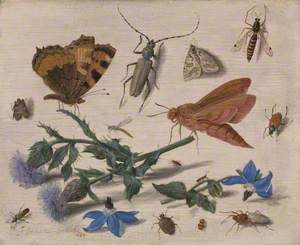 Butterflies, Moths and Insects with Sprays of Creeping Thistle and Borage
