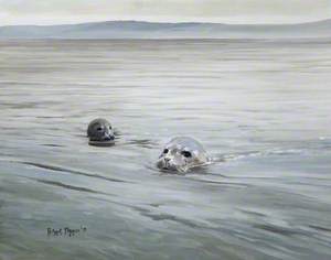 Common Seals in a Bay
