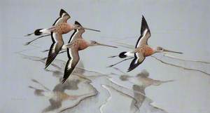 Black-Tailed Godwits over the Mud