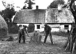 Threshing with Flails, Turning the Sheaf, Toome, Co. Antrim