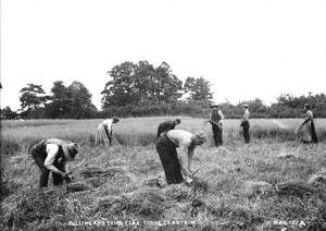 Pulling and Tying Flax, Co. Antrim