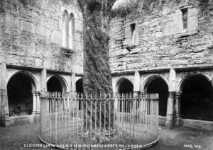 Cloister Garth and Old Yew, Muckross Abbey, Killarney