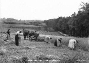 Reaping the Corn, Toome, Co. Antrim