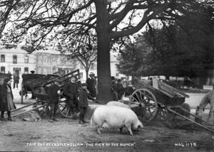 Fair Day at Castlewellan, 'The Pick of the Bunch'