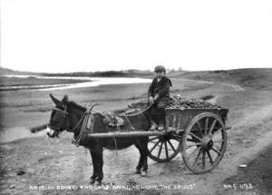 An Irish Donkey and Cart 'Bringing Home the Spuds'