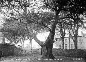 Watty Graham's Beech, 1798, Maghera, Co. Derry