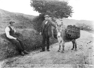 Bringing Home the Mountain Turf, Co. Fermanagh