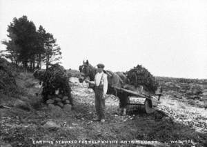 Carting Seaweed for Kelp on the Antrim Coast