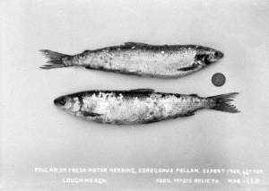Pollan, or Fresh Water Herring, Coregonus Pollan, Export 1900, 447 Ton, Lough Neagh, Food, Mysis Religta