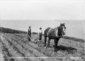 'Dirty Furring' Potatoes with Wooden Plough, Mourne