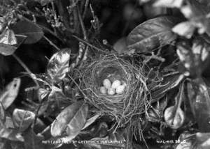 Nest and Eggs of Greenfinch in a Laurel