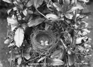 Blackbird's Nest in a Laurel