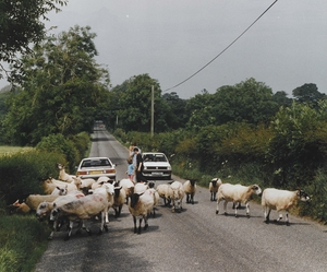 Sheep and Cars