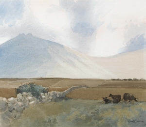 Cattle in the Mournes