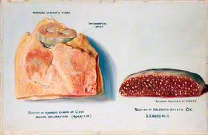 Portion of a Mammary Gland of a Cow Showing Inflammation, and a Section of an Enlarged Spleen of an Ox