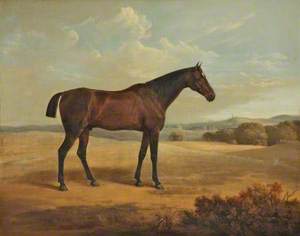 Bay Horse in a Landscape
