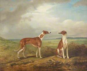 A Pair of Greyhounds