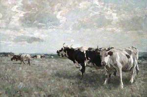 Cattle in a Meadow