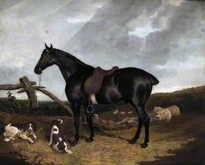 A Black Hunter Tethered to a Post with Two Spaniels