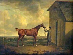 A Groom Holding an Unsaddled Chestnut Hunter Outside a Stable
