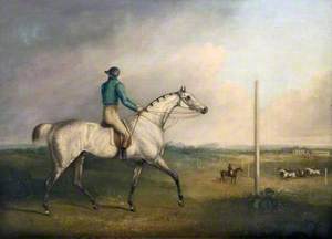 A Grey Racehorse with a Jockey Up on a Racecourse