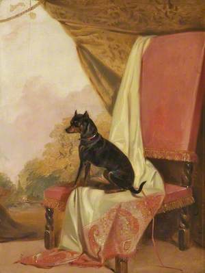 'Tiny', a Manchester Terrier