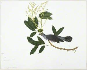 Asian Lesser Cuckoo