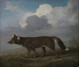 Portrait of a Large Dog (Dingo)