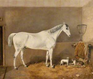 Horse Owned by Mr Robert White