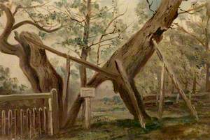 Oak in Sherwood Forest No. 1*
