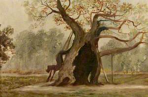Oak in Sherwood Forest No. 2*