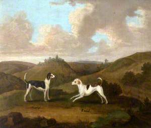 'Harlot' and 'Rachel', a Pair of Hounds