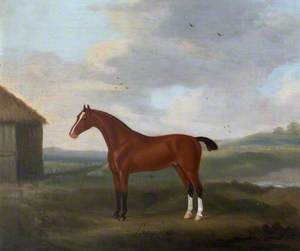 'Sampson', a Bay Horse with Two White Socks