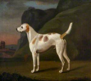 White Hound with Brown Spots