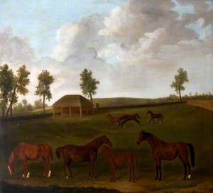 Mares and Foals